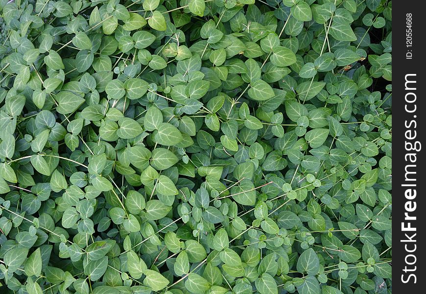 Plant, Leaf, Grass, Groundcover