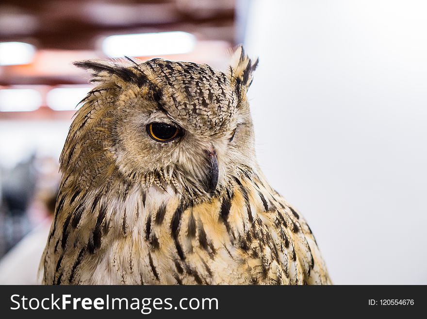 Owl, Bird, Beak, Bird Of Prey