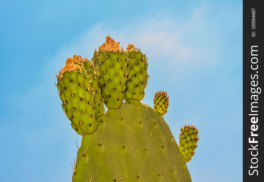 Barbary Fig, Nopal, Cactus, Prickly Pear