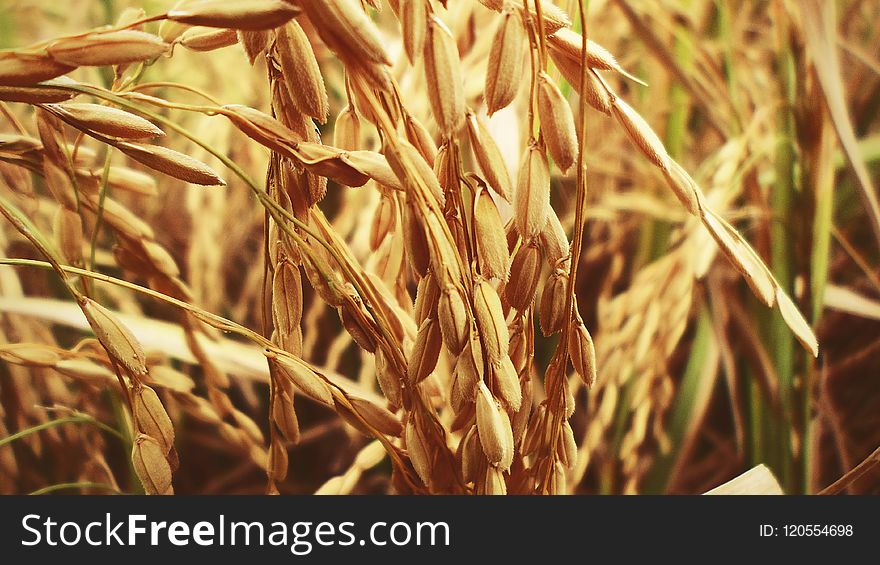 Food Grain, Wheat, Grass Family, Grain