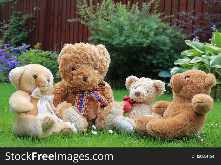 Stuffed Toy, Teddy Bear, Toy, Plush