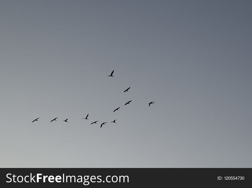 Sky, Bird Migration, Flock, Animal Migration