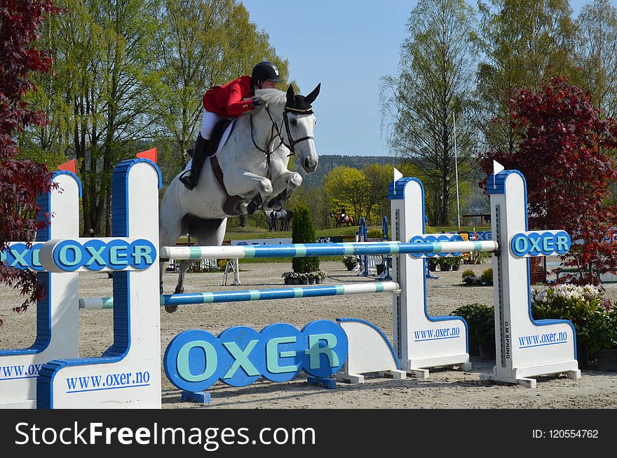 English Riding, Horse, Show Jumping, Equestrianism