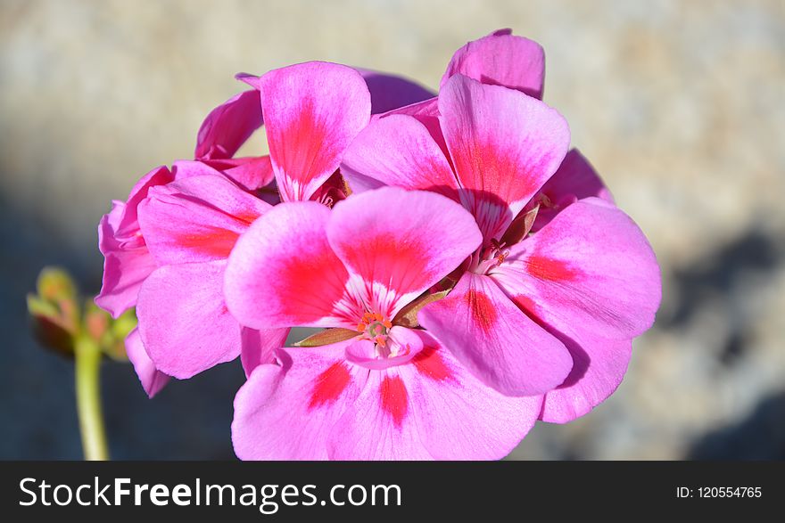 Flower, Pink, Flowering Plant, Plant