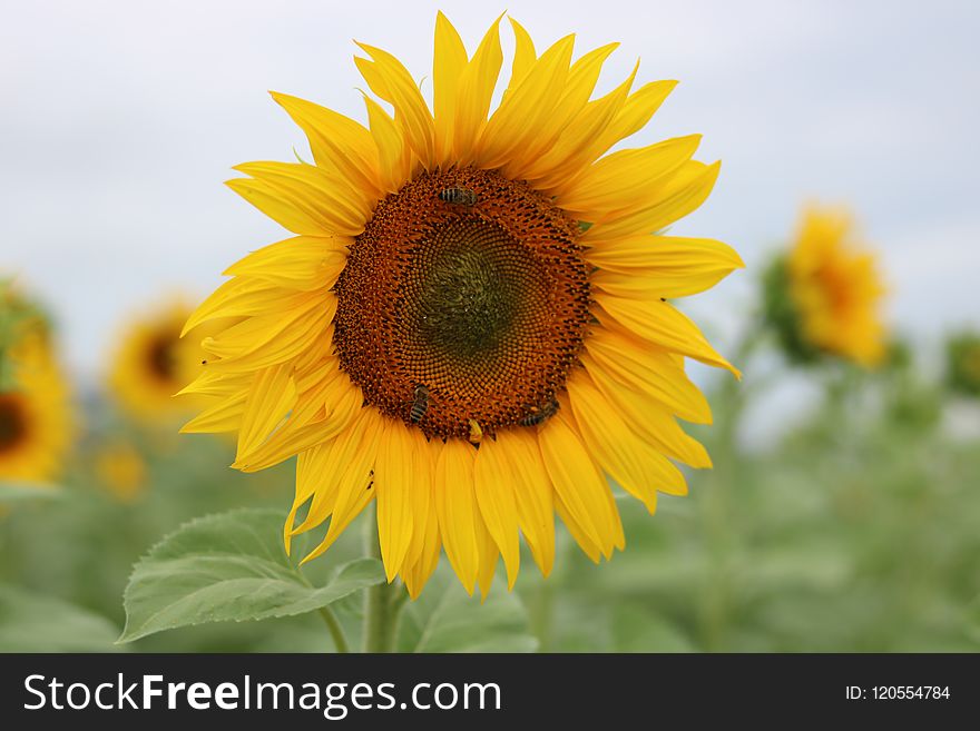 Flower, Sunflower, Yellow, Sunflower Seed