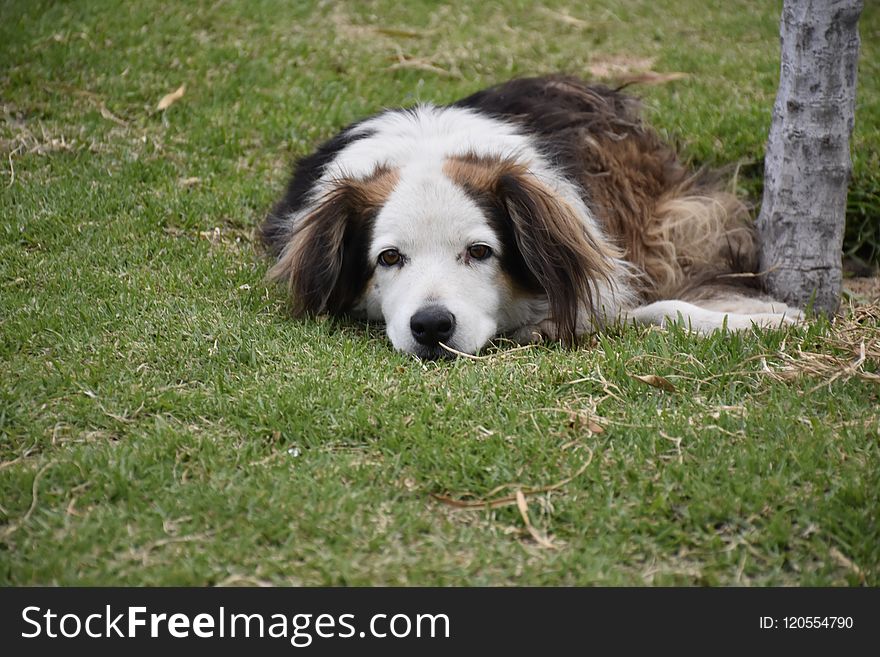 Dog Breed, Dog, Dog Breed Group, Grass