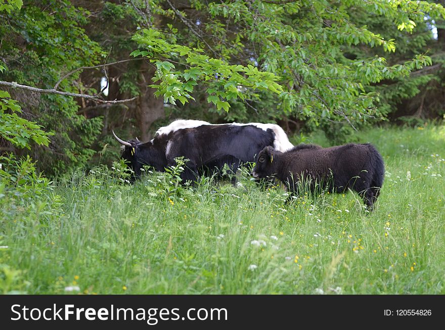 Pasture, Cattle Like Mammal, Grazing, Grass