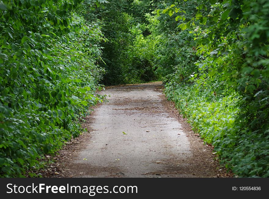 Path, Vegetation, Green, Nature Reserve