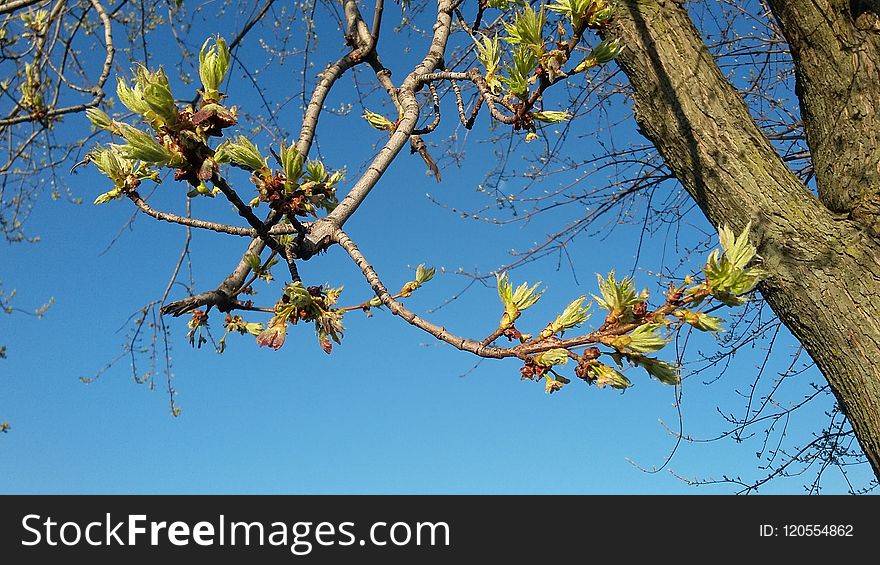 Branch, Tree, Sky, Flora