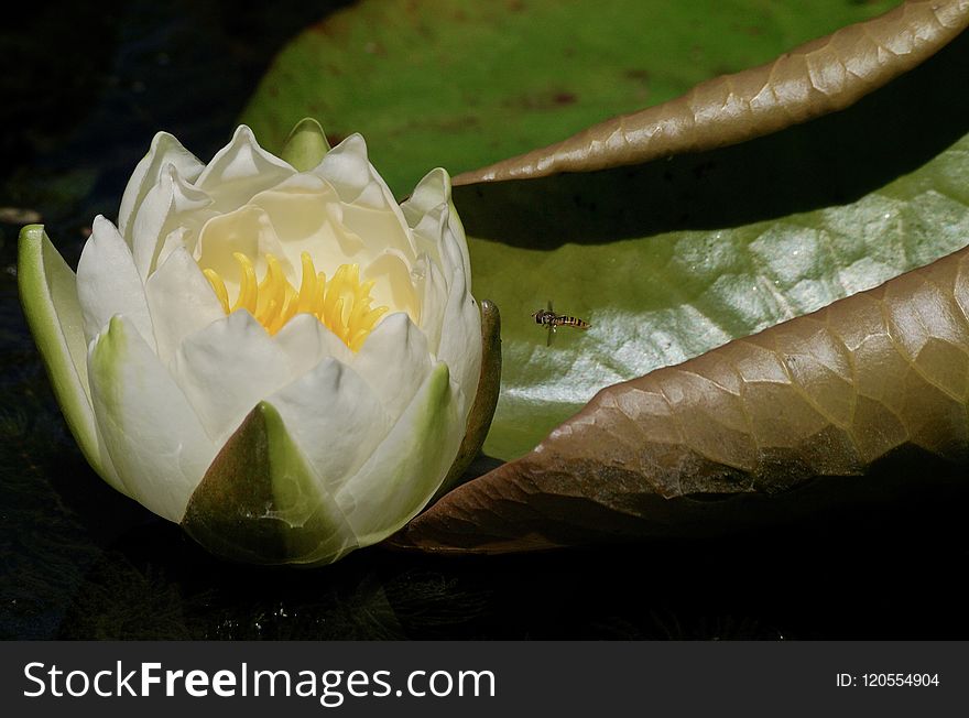 Flower, Flora, Leaf, Close Up