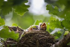 A Close Up Of The Nest Of Thrush With Babies. Stock Photo