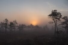 Sunrise At Swamp With Small Pine Trees Covered In Early Morning. Royalty Free Stock Photography