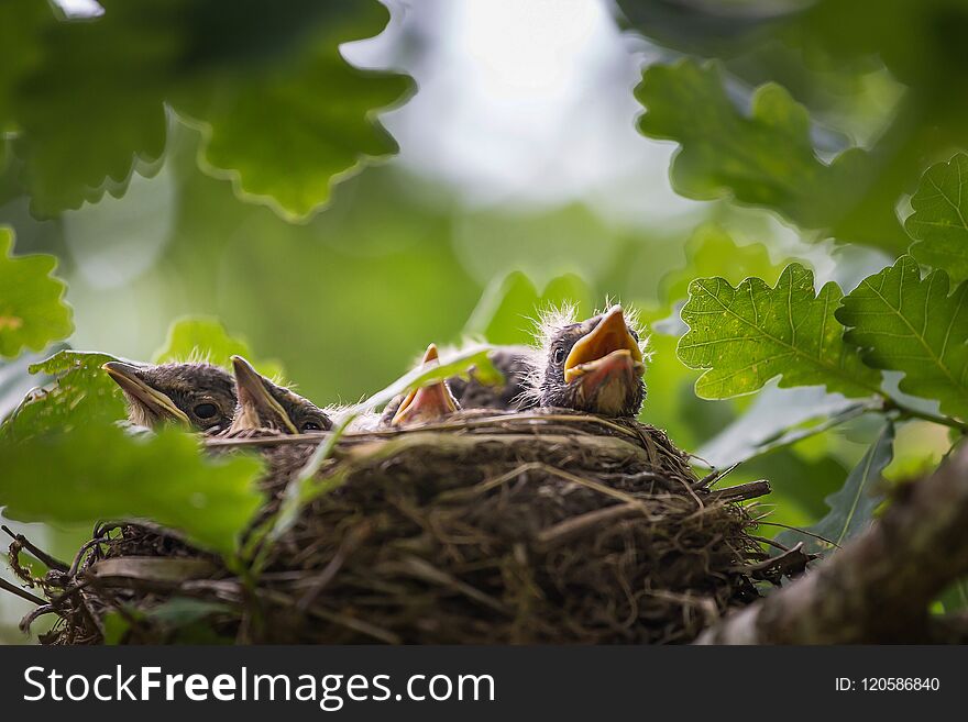 A close up of the nest of thrush with small babies.