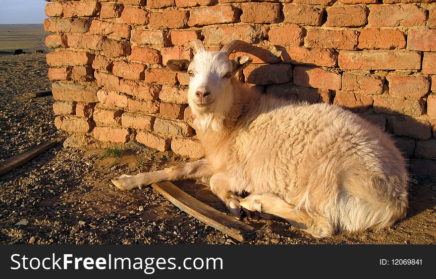 White goat sitting in a warm light.