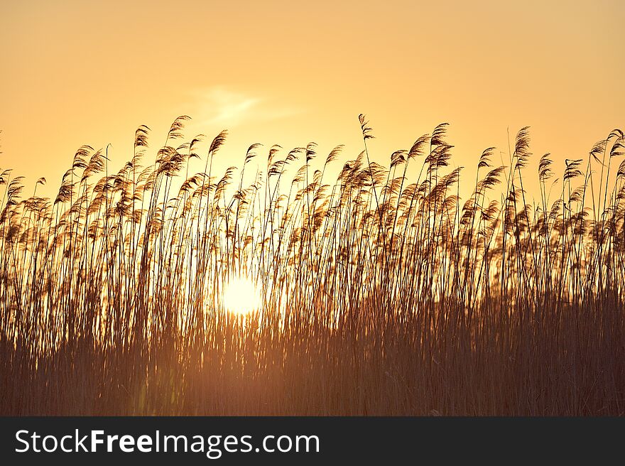 Reed in the sunset in delta