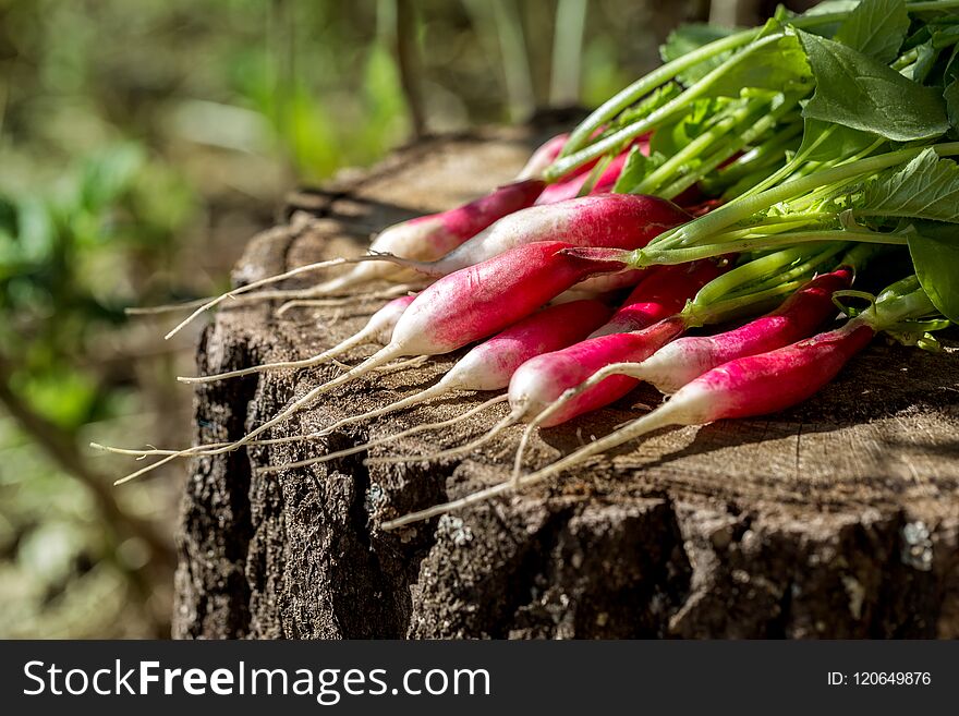 A bunch of radishes on a stump early in the morning. A bunch of radishes on a stump early in the morning.