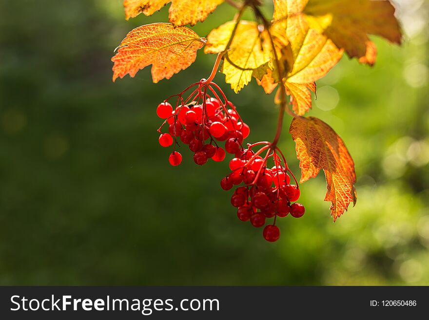 Branch with red berries viburnum on autumn background. Branch with red berries viburnum on autumn background.