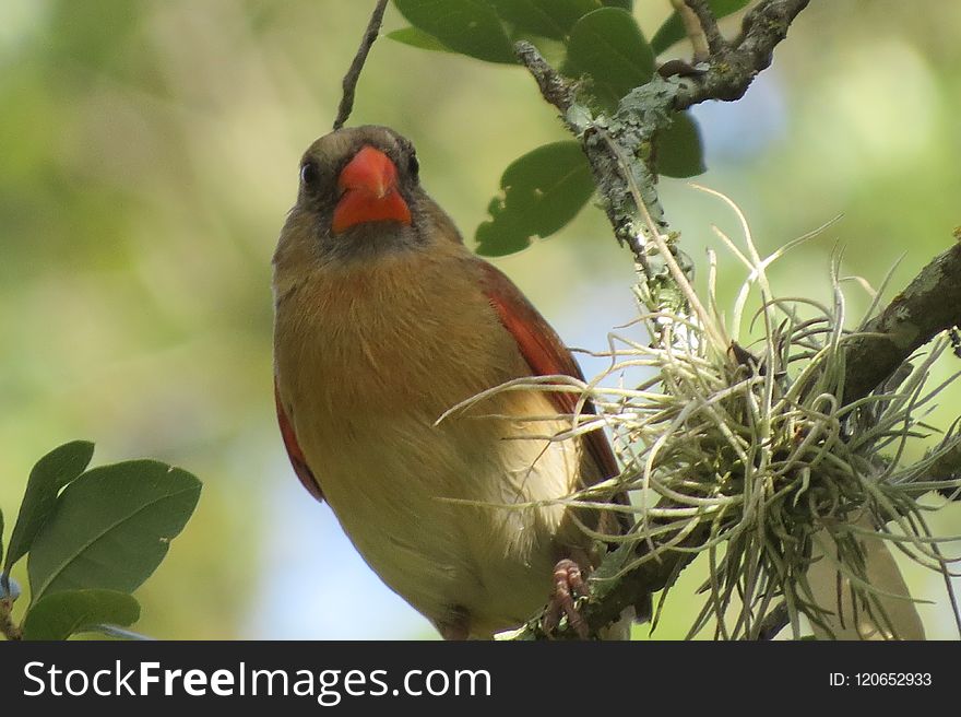 Bird, Beak, Cardinal, Fauna