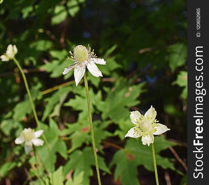 Flower, Plant, Flora, Flowering Plant