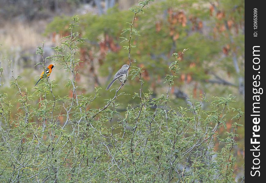 Bird, Ecosystem, Vegetation, Fauna