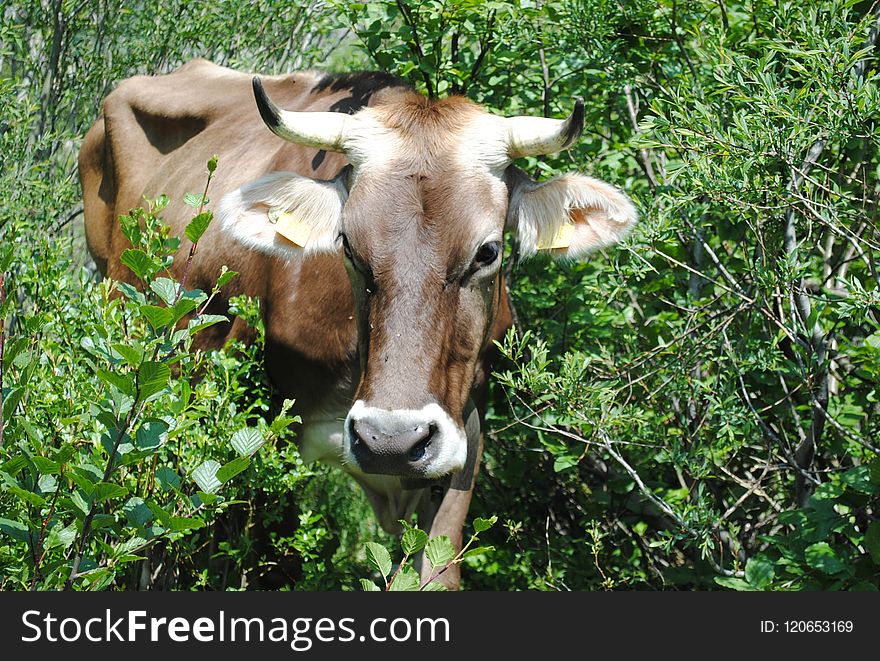 Cattle Like Mammal, Fauna, Wildlife, Grazing