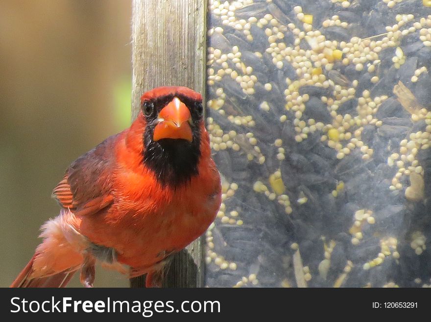 Bird, Beak, Cardinal, Fauna
