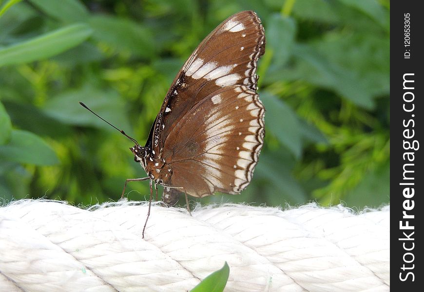 Butterfly, Moths And Butterflies, Insect, Invertebrate