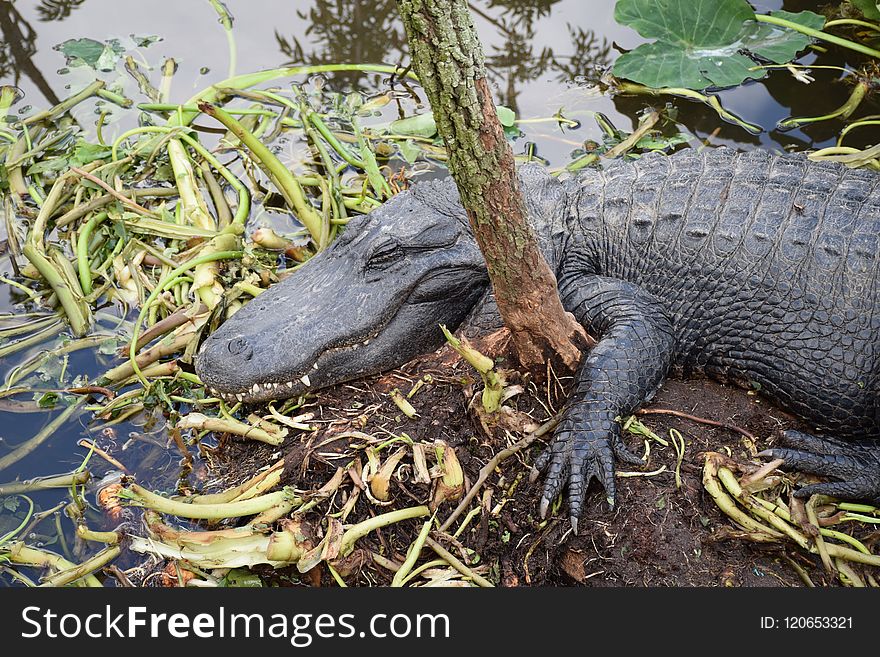 Alligator, American Alligator, Fauna, Crocodilia