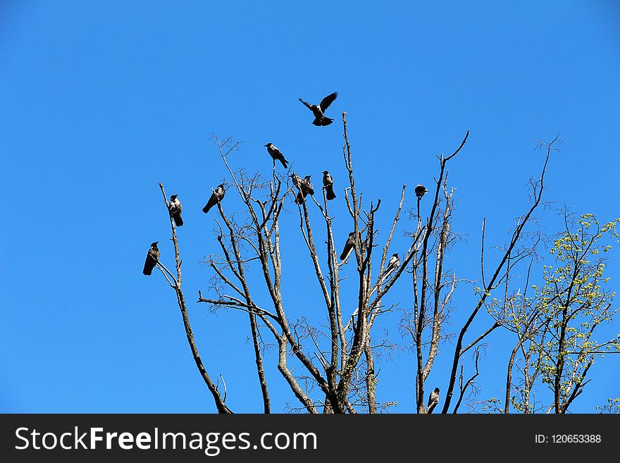 Sky, Bird, Branch, Tree