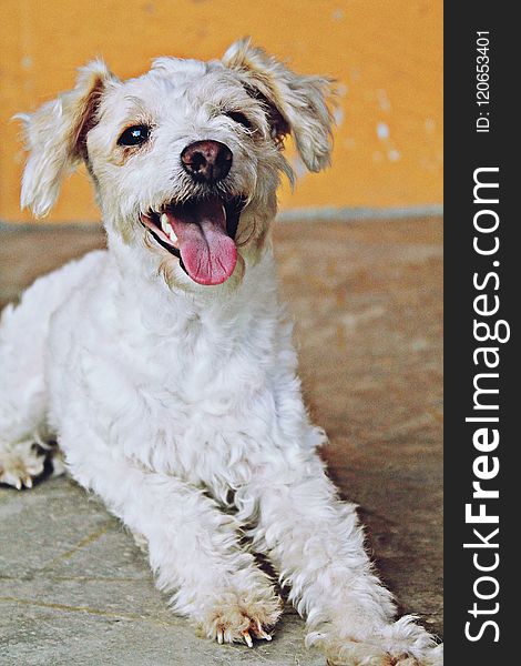 Dog, Dog Breed, Dog Like Mammal, Schnoodle