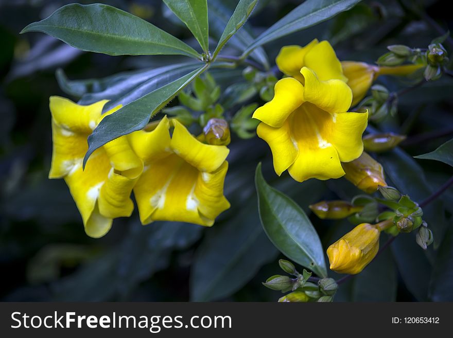 Yellow, Flora, Plant, Flower