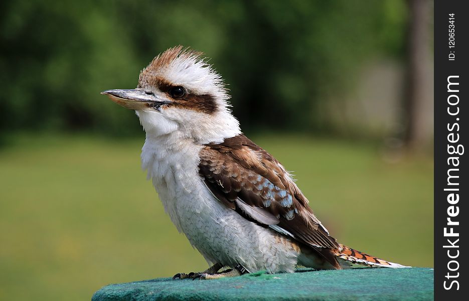 Bird, Fauna, Beak, Wildlife