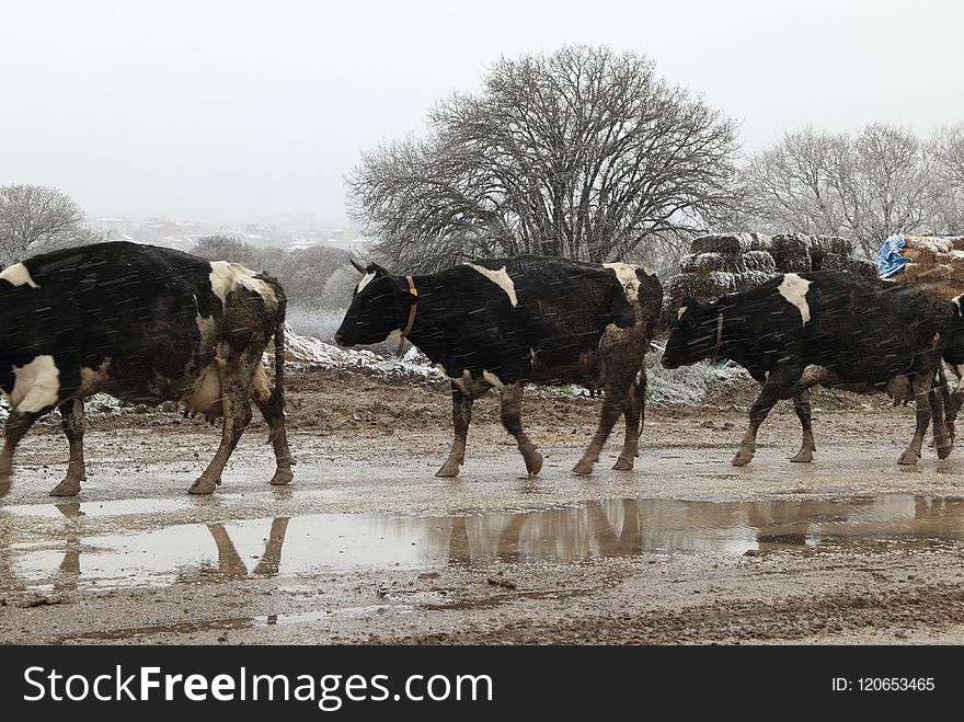 Herd, Cattle Like Mammal, Tree, Winter