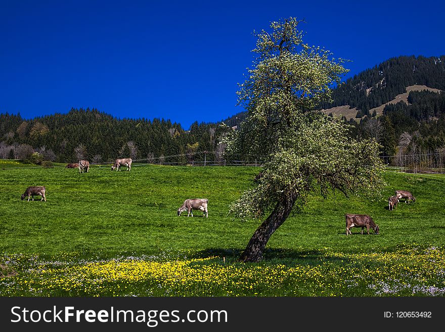 Grassland, Pasture, Sky, Nature