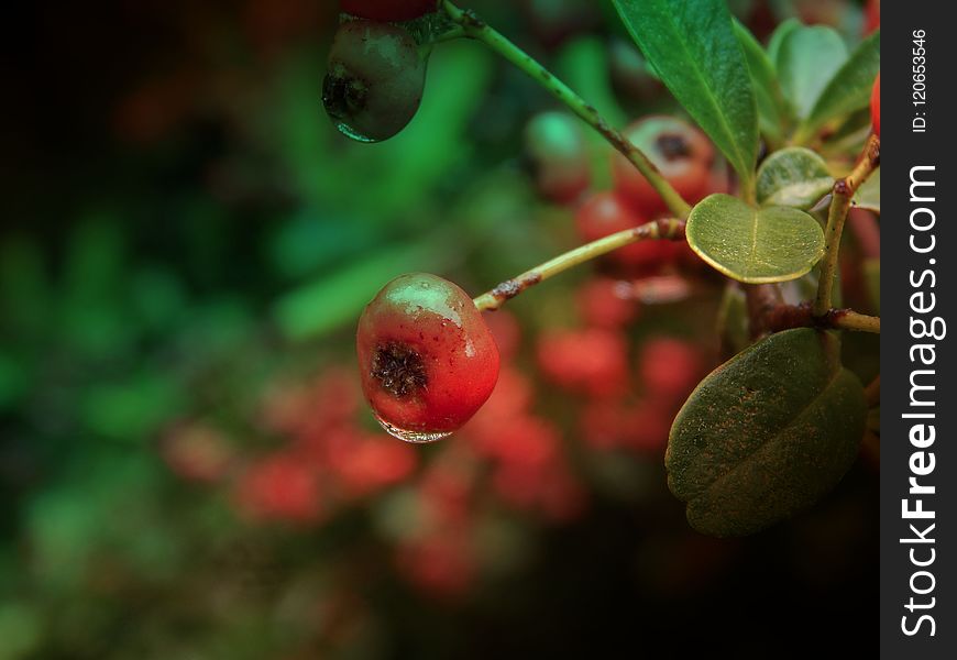 Berry, Macro Photography, Close Up, Fruit
