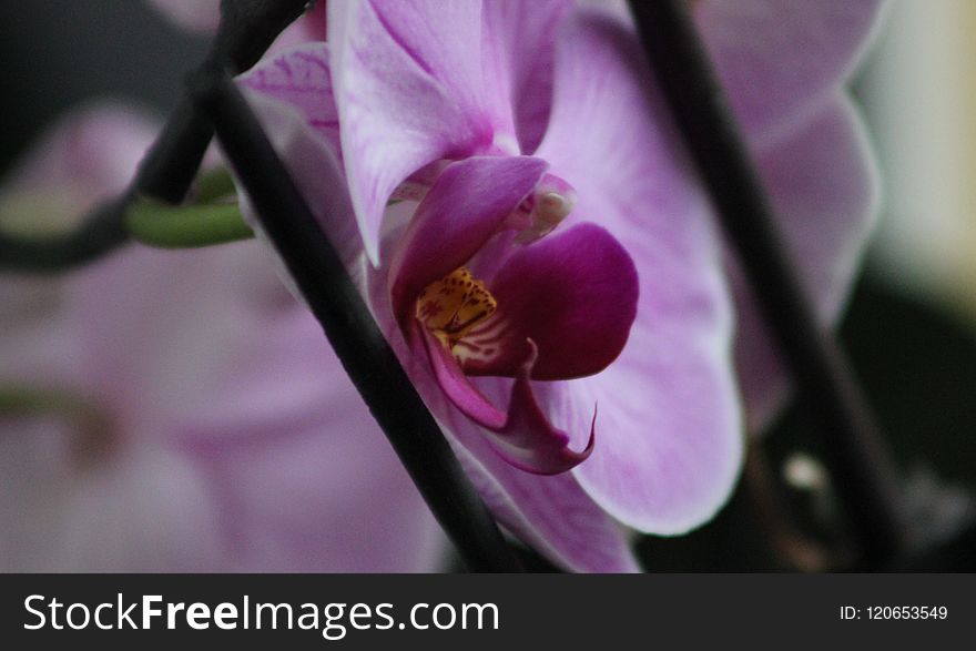 Flower, Flowering Plant, Flora, Plant