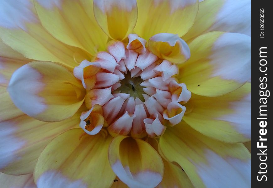 Flower, Yellow, Flora, Petal