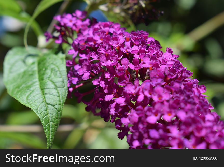 Flower, Purple, Plant, Lilac