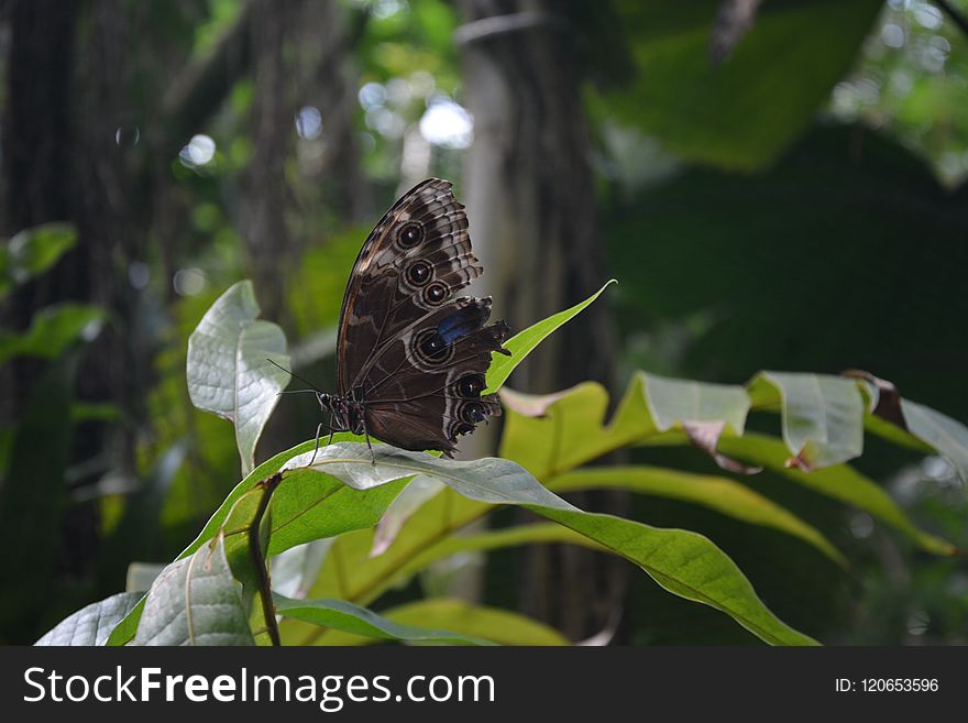 Insect, Butterfly, Moths And Butterflies, Vegetation