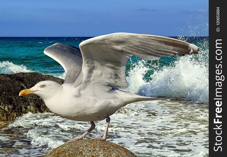 Bird, Gull, Seabird, European Herring Gull