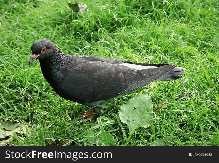 Bird, Fauna, Stock Dove, Beak