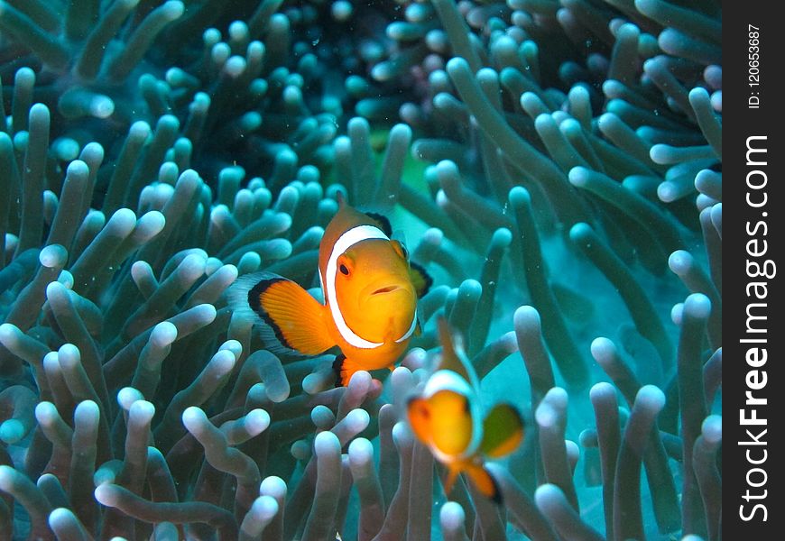 Pomacentridae, Fish, Coral Reef, Anemone Fish