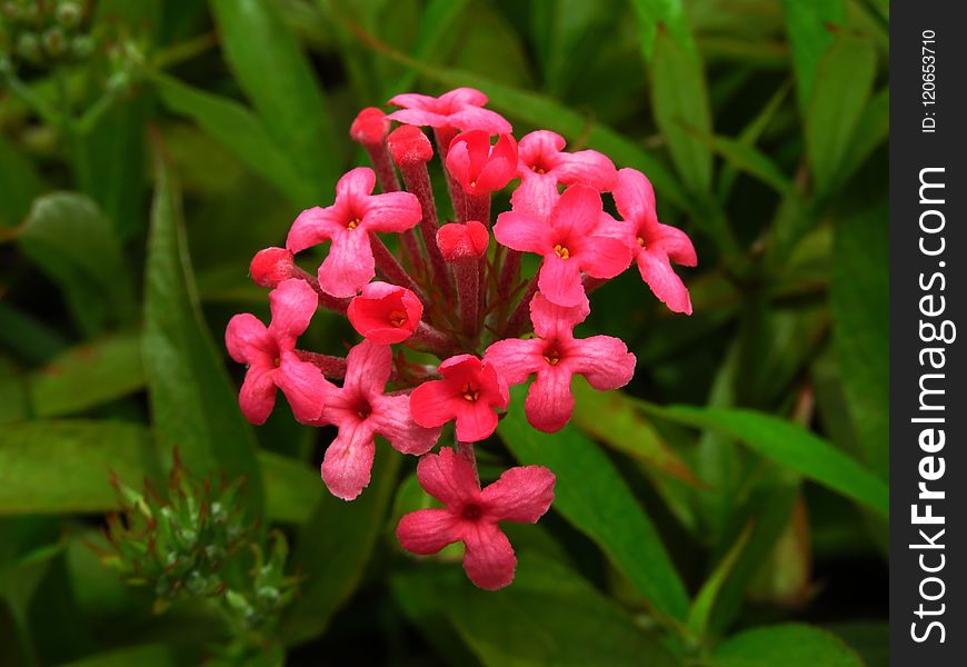 Plant, Flower, Flora, Flowering Plant