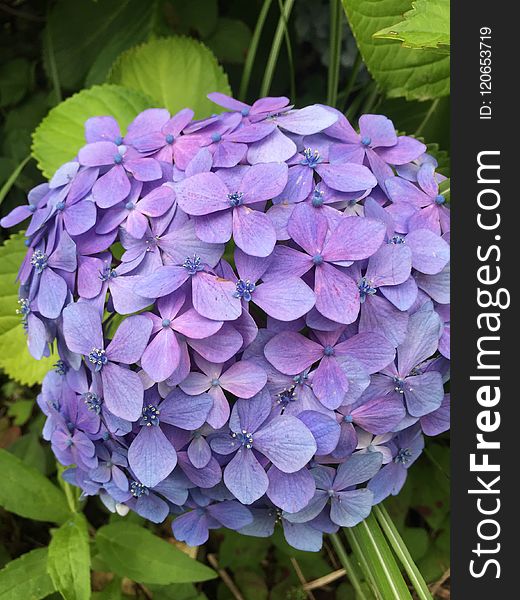 Flower, Blue, Plant, Hydrangea