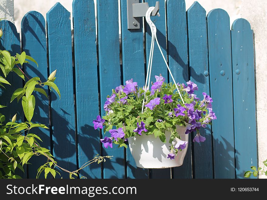 Flower, Purple, Plant, Flora