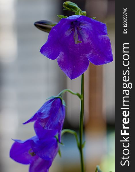 Blue, Flower, Violet, Flora