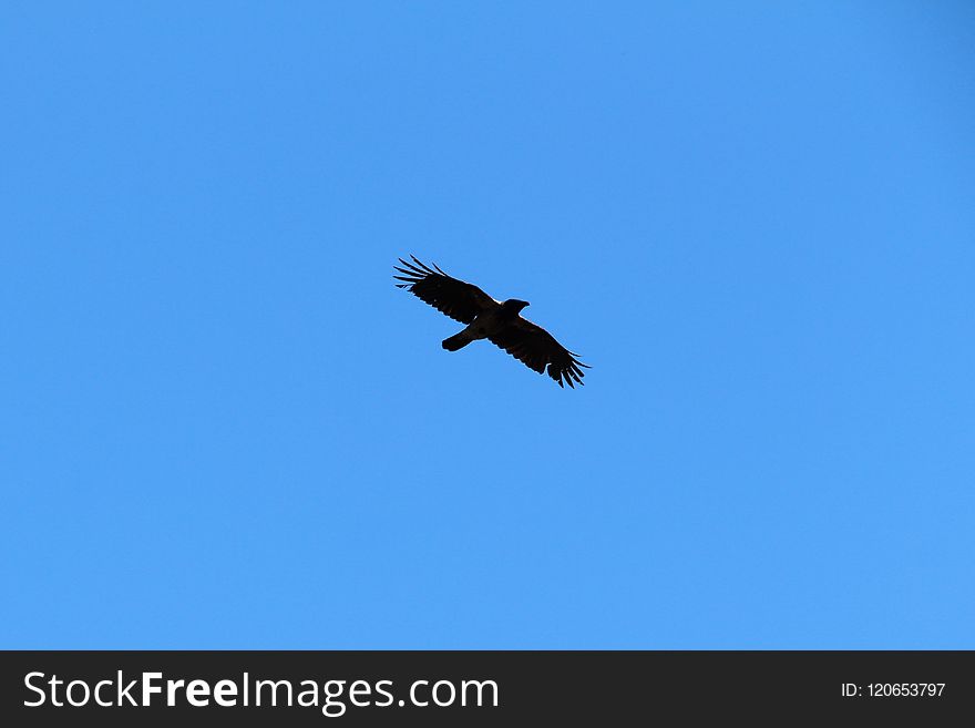 Bird, Eagle, Accipitriformes, Sky
