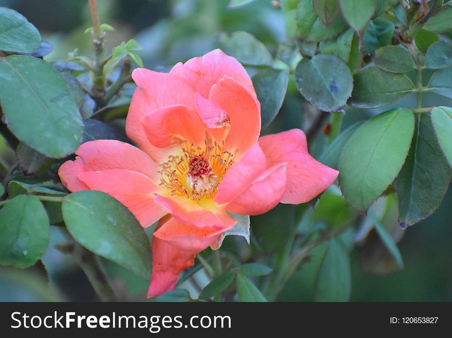 Flower, Plant, Flowering Plant, Rose Family