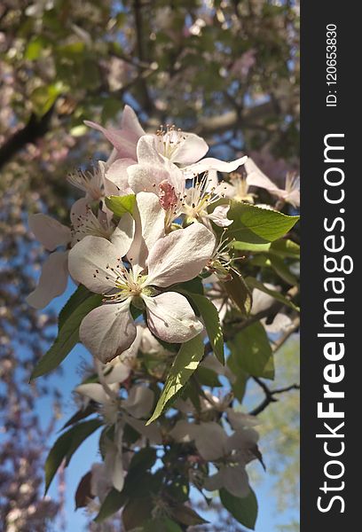 Plant, Flora, Spring, Blossom