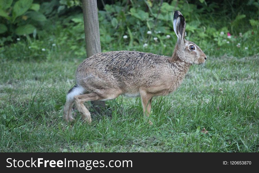 Fauna, Mammal, Wildlife, Hare